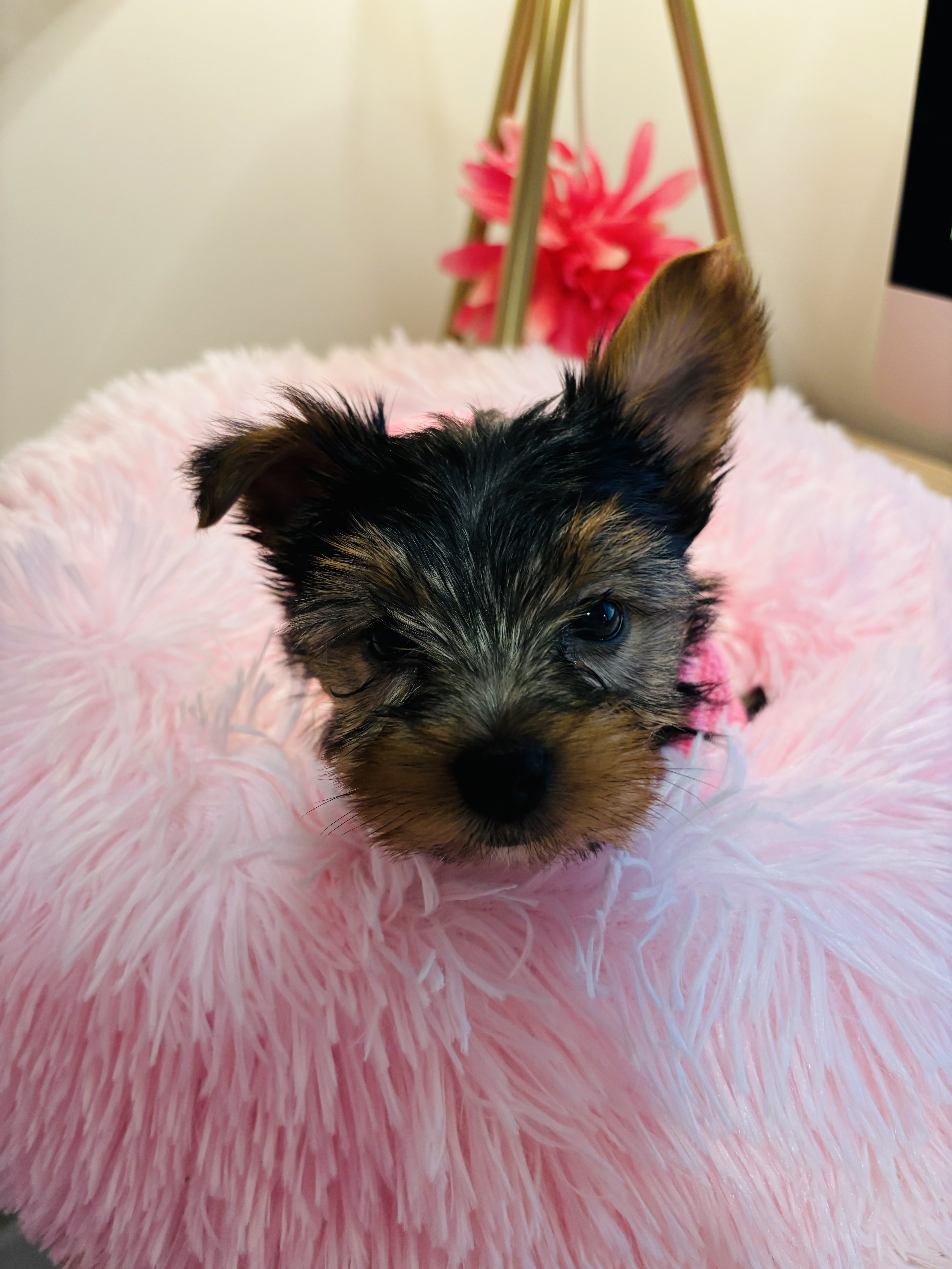 Life of the Christian Pet Owner – Who do you run to?