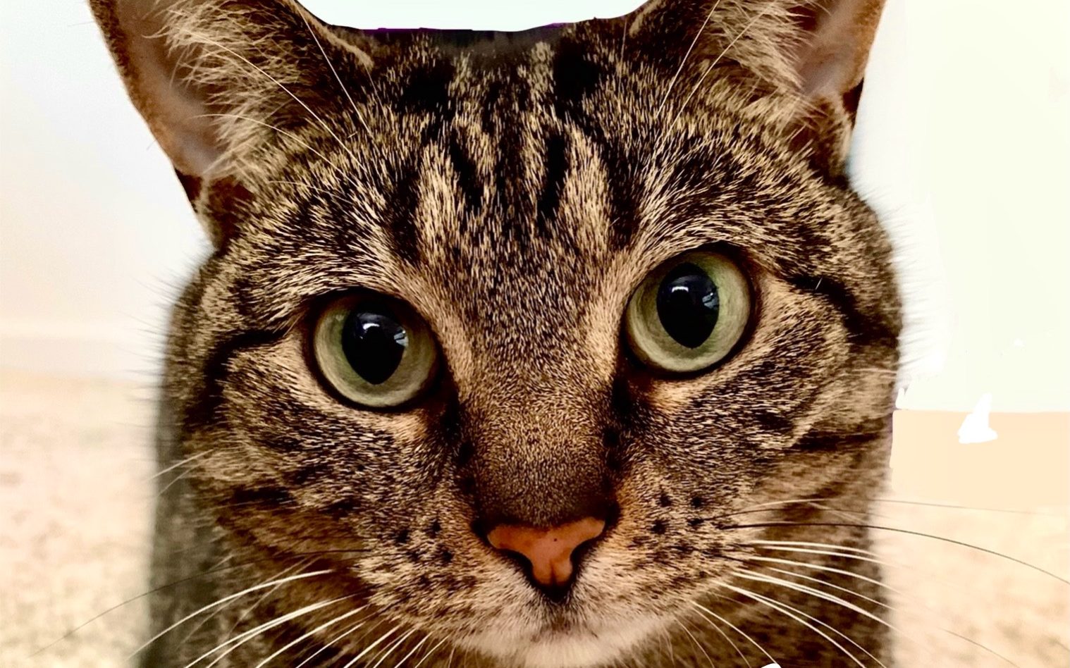 Life of the Christian Pet Owner – I’m Preparing Something for You